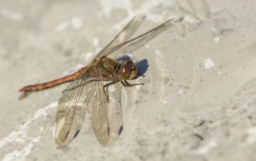 Sympetrum striolatum
